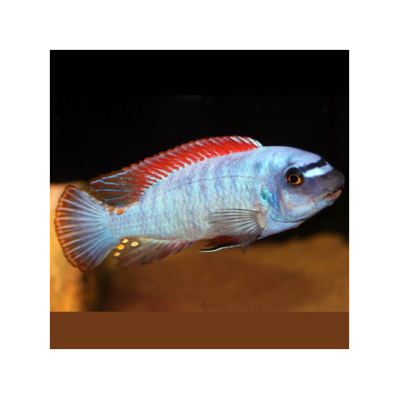 Labeotropheus Trewavasae 6-8cm